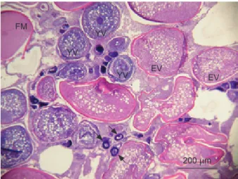 Fig. 8.  A mature ovary containing oocytes of different stages.  