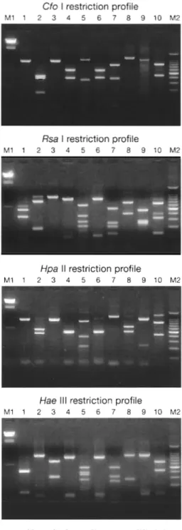 Fig.  3.  Restriction  profiles  of  10  amplicons  amplified  from 
