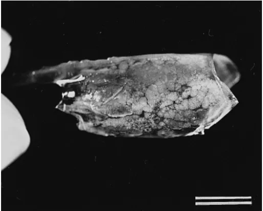 Fig. 3. Carapace removed from P. monodon experimentally infected by oral ingestion. Scale bar s1 cm.