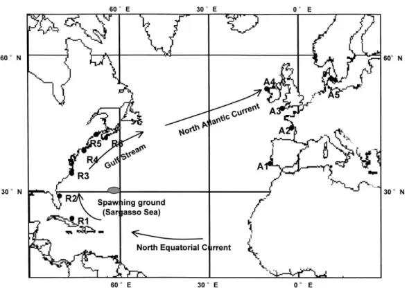 Fig. 1. Sampling sites of elvers of A. rostrata (R1: Haiti; R2: Florida; R3: North Carolina; R4: Rhode Island; R5: New Brunswick; R6: Nova Scotia) and A