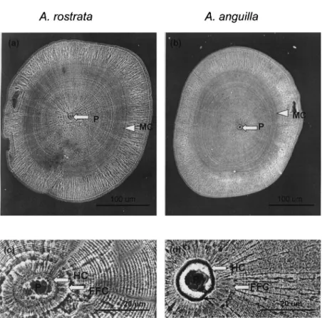 Fig. 5. SEM micrographs illustrating the daily growth increments in otoliths of elvers of A