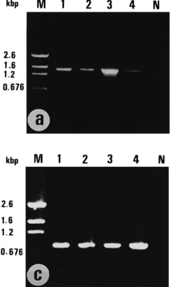 Fig. 1. PCR detection of WSBV DNA in cultured shrimp. a : first PCR amplification using primers 146F1 Ž 