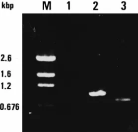 Fig. 2. PCR detection of WSBV DNA in captured P. semisulcatus. M: pGEM DNA marker. Lane 1: first PCR amplification using primers 146F1 and 146R1 for WSBV DNA, Lane 2: second PCR amplification using primers 146F2 and 146R2 for WSBV DNA, Lane 3: shrimp DNA a