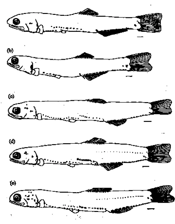 Figure 5.  Schemata of the lateral-view pigment patterns of the 5 species of engraulid larvae: (a) Thryssa dussumieri, (b) Stolephorus insularis, (c) Encrasicholina punctifer, (d) E