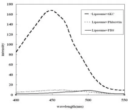 圖 1 微脂粒與 6kc 及 phloretin 之激發光譜；微脂粒為 SUV 大小，濃度為 1.035mM、
