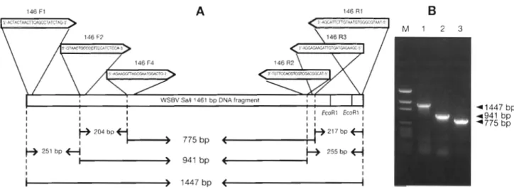 Fig.  1. Pnmers  and  amplicons  of  WSBV  diagnostic  PCR.  (A) Location  and  sequence  of  primers  for  WSBV  diagnostic  PCR; 