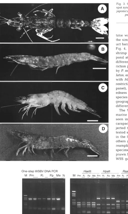 Fig. 3.  Cultured  marine  shrimp with  white  spot syndrome. ( A )   Penaeus monodon,  ( B )   P  japonicus,  (C)  P  penicillatus,  ( D )   Meta- 