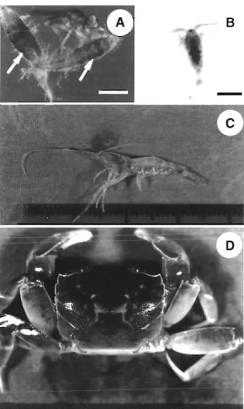 Fig. 8. (A) Insect  (family: Ephydridae), (B) copepod  (subclass: 