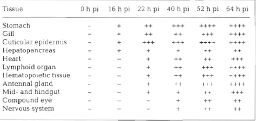 Table  2 .   Chronological  appearance  and  staining  intensity  of  white  spot  syn-  drome associated  non-occluded  baculovirus  by  in  situ  hybridization  in  tissues  of  experimentally infected  Penaeus monodon