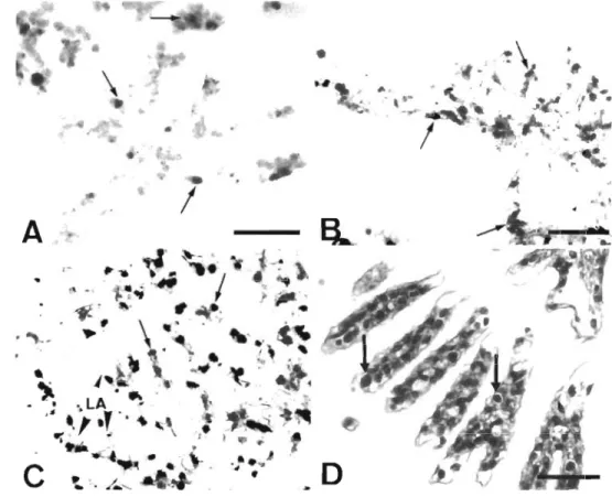 Fig.  2.  Detection  by  in  situ  hybridization  of  W S B V   in  the  gill  of  experimentally  infected  shrimp  sampled  at  different  times:  (A) 16 h  pi,  (B)  52 h pi, (C) 64 h pi