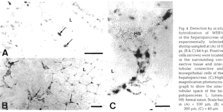 Fig.  4 .   Detection by  In  situ  hybridization  of  WSBV  in  the  hepatopancreas  of  experimentally  infected  shrimp sampled at (A) 16 h  pi, (B  &amp;  C) 64 h pi