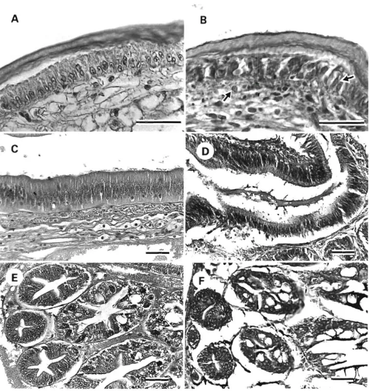 Fig.  2.  Penaeus japonicus.  Histopathological changes  in  the  tissues  of  kuruma  shrimp naturally  Infected  with  white  spot  syn-  drome
