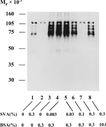 FIG. 3. Distribution of TSQ-Zn 21 fluorescence in spermatozoa after sev- sev-eral treatments