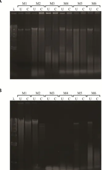 Fig. 1. The results of restriction enzyme digestion on the  isolated DNAs. A: Balanophora japonica