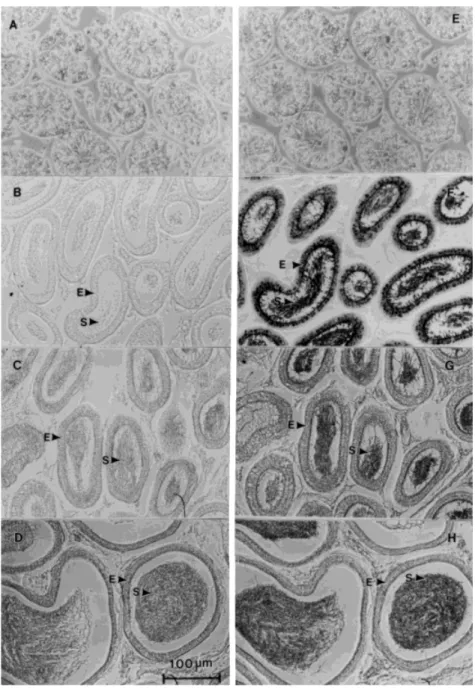 Fig. 3. Immunohistochemical localization of 24p3 protein in mouse testis and epididymal sections