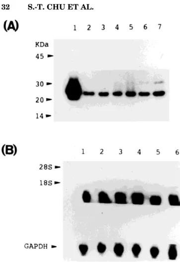 Fig. 4. Ontogeny of 24p3 protein synthesized by mouse epididymis.