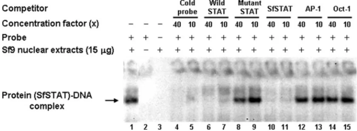 Figure 1 also shows that in the negative control plasmid p( ⫹5/⫹52), deletion of the TATA box and transcription start site resulted in negligible activity levels