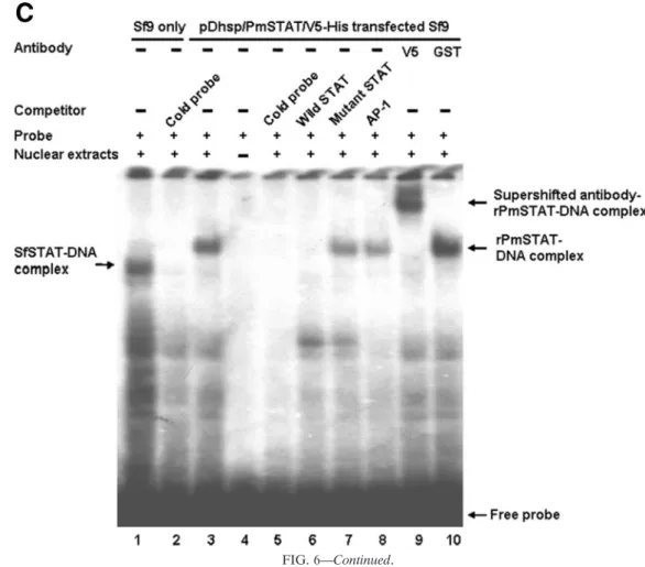 Figure 4B shows marked decreases in the luciferase activities of the constructs in which the putative WSSV ie1 promoter STAT binding site was mutated (Fig