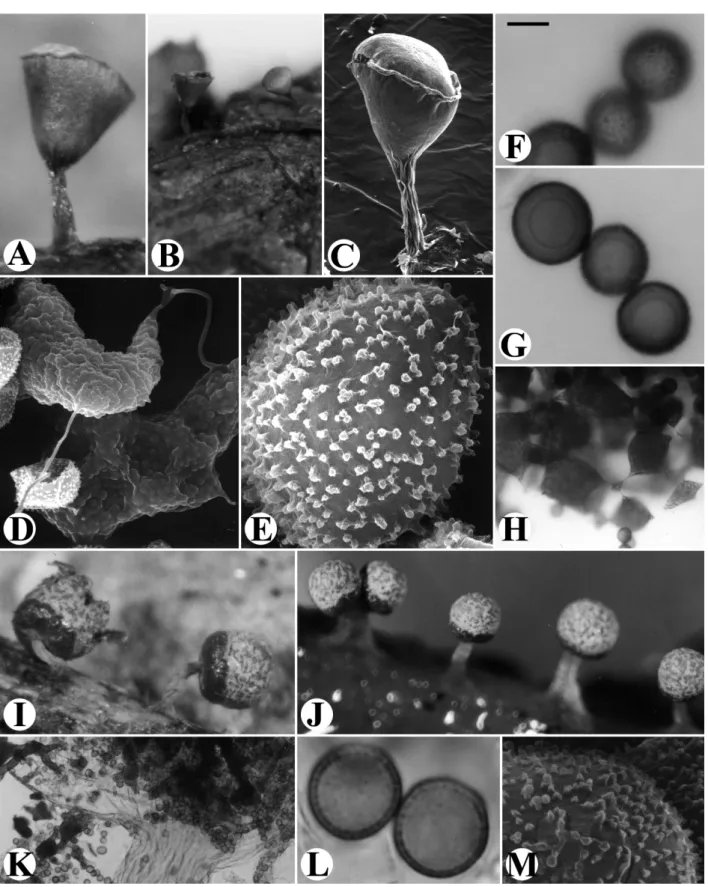 Fig. 1. A-H. Craterium concinnum. A-B: Fruiting bodies. C: One fruiting body, by SEM. D: Capillitial threads and lime nodes,  by SEM