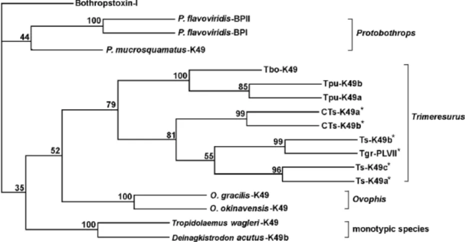 Fig. 6. Phylogenetic analysis of K49 PLA 2 s from Asian pit viper venoms. Dataset used were 17 complete amino-acid sequences of K49 PLA 2 s, including those from the venom of Tropidolaemus wagleri and Ovophis  graci-lis (I.-H