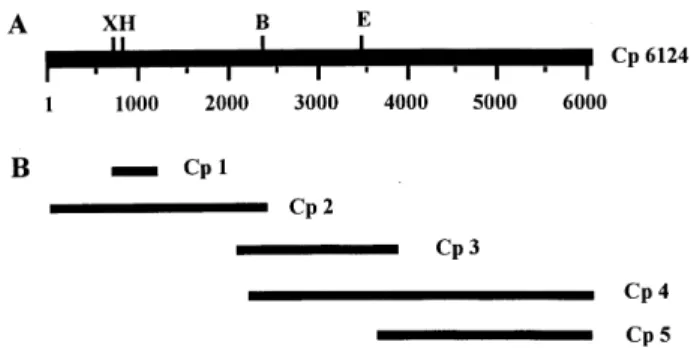 Fig. 1. Restriction enzyme map (A) and sequencing strategy (B) of the clottable protein cDNA