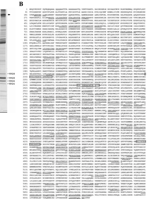 FIG. 1. (A) SDS-PAGE profile of purified WSSV virion. The uppermost band (VP664; arrow) was excised from the gel and subjected to LC-MS/MS analysis