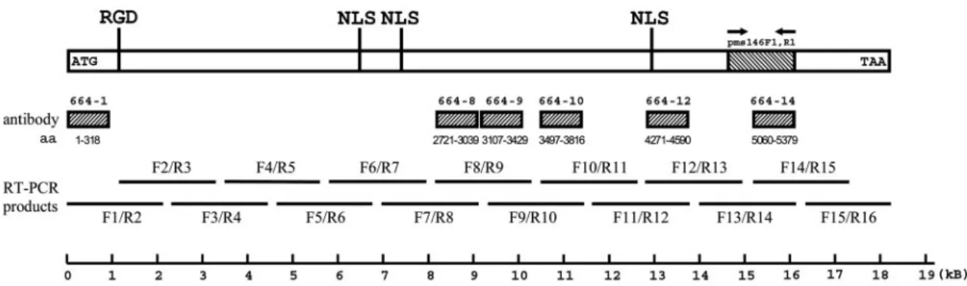 FIG. 3. Specificities of six VP664 antibodies as tested by Western blotting. (A) The purified virions were subjected to SDS-PAGE, and the separated viral proteins were transferred onto a PVDF membrane and probed with different antibodies diluted 5,000-fold