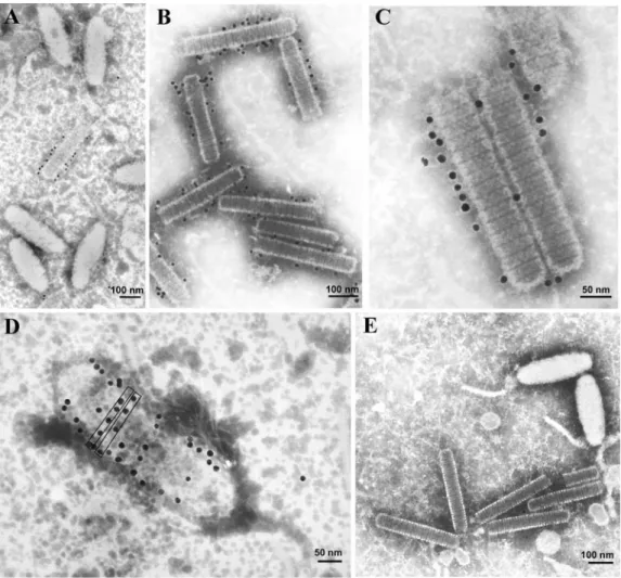 FIG. 5. Immunoelectron microscopy analysis of purified virions probed with VP664 antibody