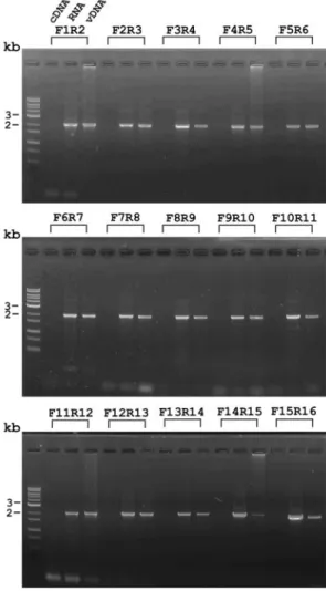 FIG. 8. Analysis of the entire 18-kb vp664 transcript by RT-PCRs with 15 sets of primer pairs