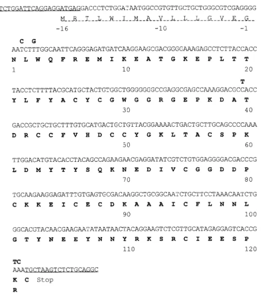 FIG. 1. The cDNA sequence and deduced amino acid sequence of TmPL-III. One-letter codes of amino acids are used and the numbering is shown below the sequences