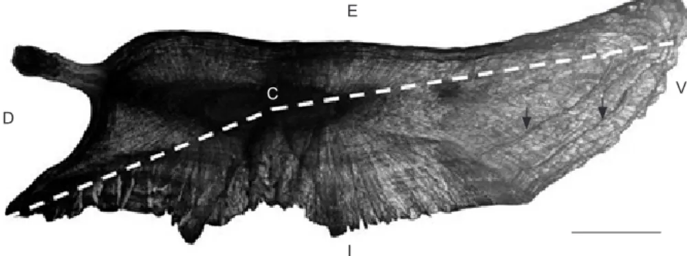 Fig. 2.  Thin transverse section of a Mugil cephalus otolith (2+ yr old) under reflected light after etching with HCl