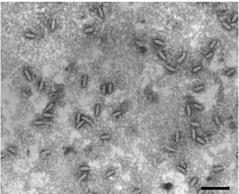 Figure 1 shows that most of the purified WSSV virions were intact. Analysis of the structural proteins of these intact viral particles by 8 to 18% gradient SDS-PAGE revealed the  pres-ence of at least 34 protein bands that were consistently visible when st