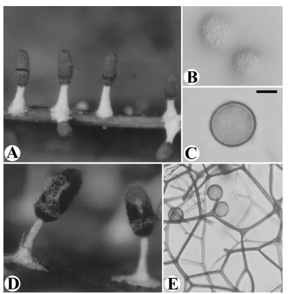 Fig 1. Diachea leucopodia. A: Fruiting bodies. B: Spores, surface view. C: One spore, marginal view