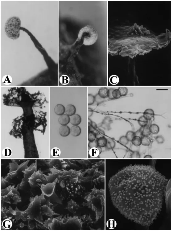 Fig. 2. Didymium floccoides. A-B: Fruiting bodies. C: Columella, by SEM. D: Columella surrounded by remaining peridium
