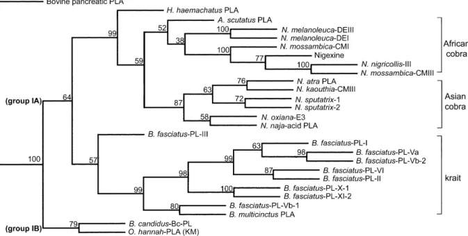 Fig. 2. Dendrogram showing structural relationships among the venom PLA 2 s of Asian and African Elapidae