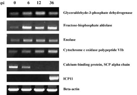 Fig. 2. Temporal RT-PCR transcription analysis for 7 selected genes. These time-course results are quite consistent with the corresponding changes in accumulated protein levels.