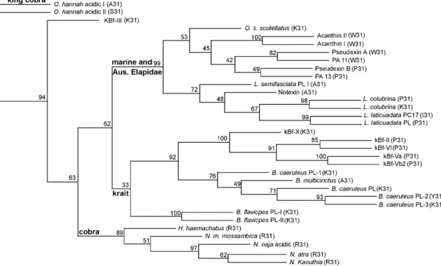 Fig. 7. Phylogenetic analysis of group IA venom PLAs. The dataset includes amino acid sequences of selected group IA elapid venom PLAs.