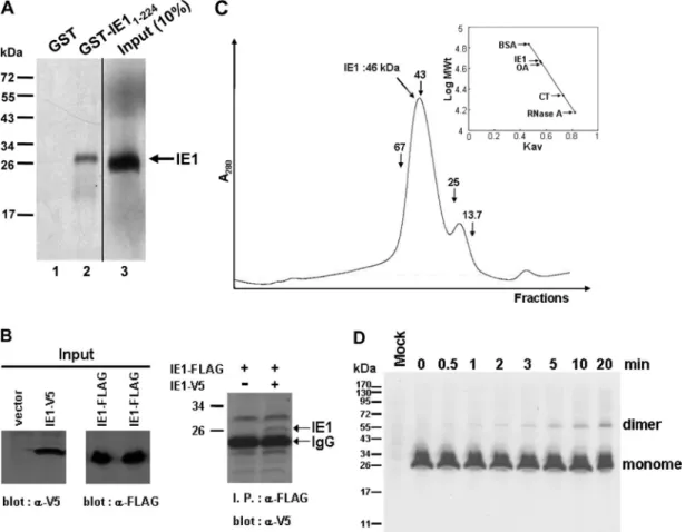FIG. 6. Homotypic interaction and dimerization of IE1. (A) SDS-PAGE analysis showing the reaction of GST-IE1 fusion protein with [ 35 S]methionine-labeled IE1 protein (input)
