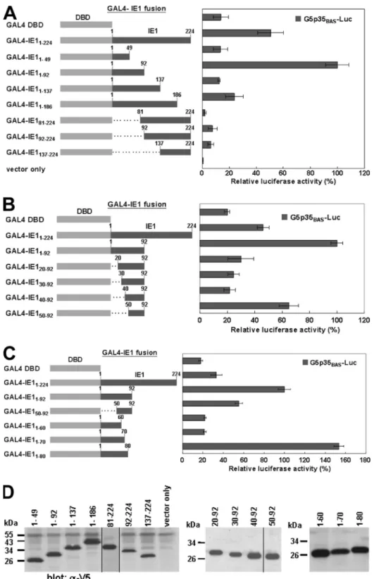 FIG. 2. Identification of IE1 TAD. (A to C) Three series of deletion assays to identify the location of the IE1 TAD