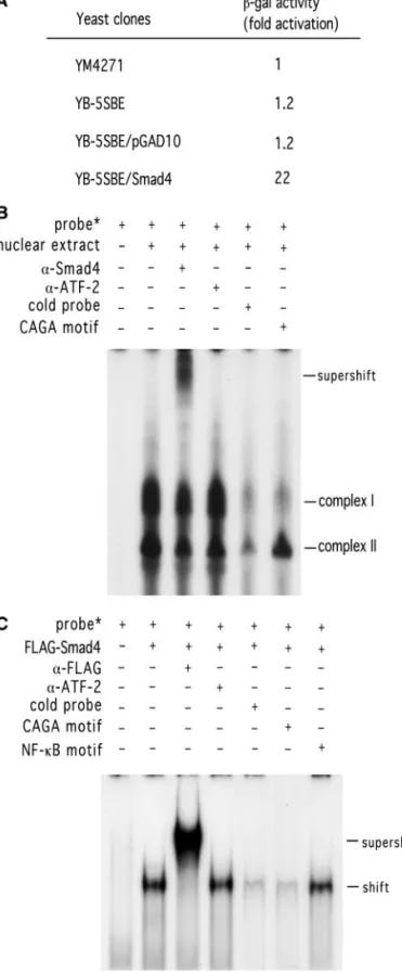 FIG. 2. Association of Smad4 with Qp determined by yeast one- one-hybrid screen and as analyzed by electrophoretic mobility shift assay (EMSA)
