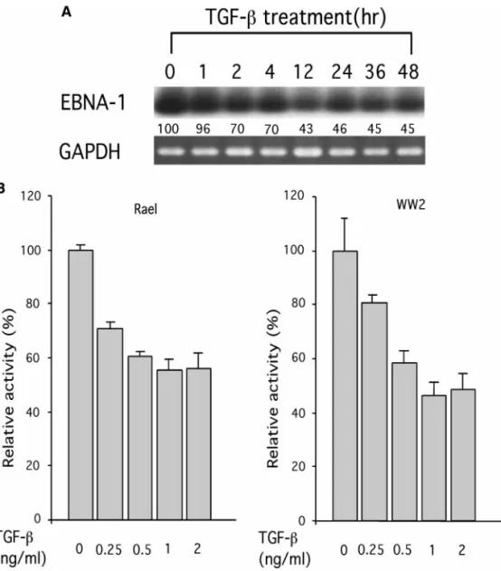 FIG. 3. TGF- ␤ represses EBNA 1 gene expression in type 1 BL cells. (A) Type 1 BL cells Rael were treated with TGF-␤ at 1 ng/ml and total RNA was isolated from the treated cells at 1, 2, 4, 12, 24, 36, and 48 h, respectively, after the treatment