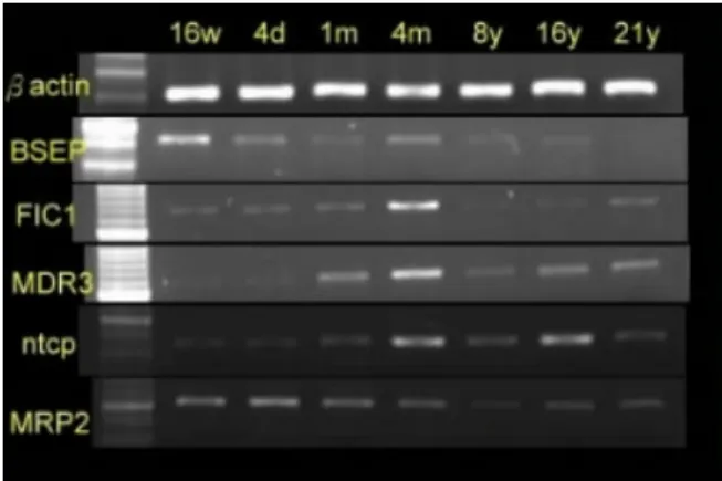 Fig.  1  Semiquantitative  RT-  PCR  of  canalicular  transporters  in  the  developmental  fetal  livers