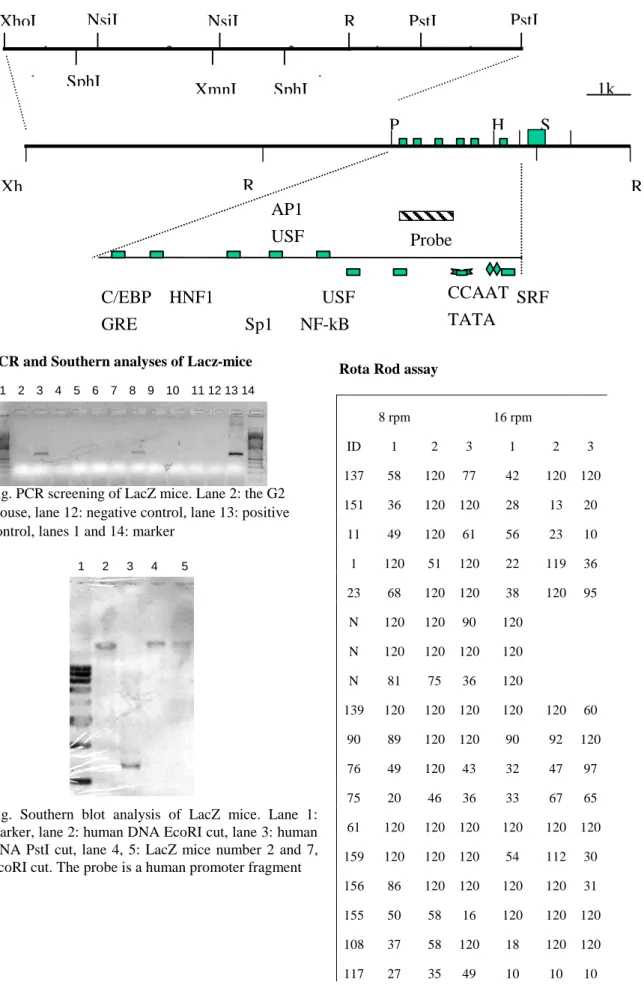 Fig. PCR screening of LacZ mice. Lane 2: the G2  mouse, lane 12: negative control, lane 13: positive  control, lanes 1 and 14: marker 