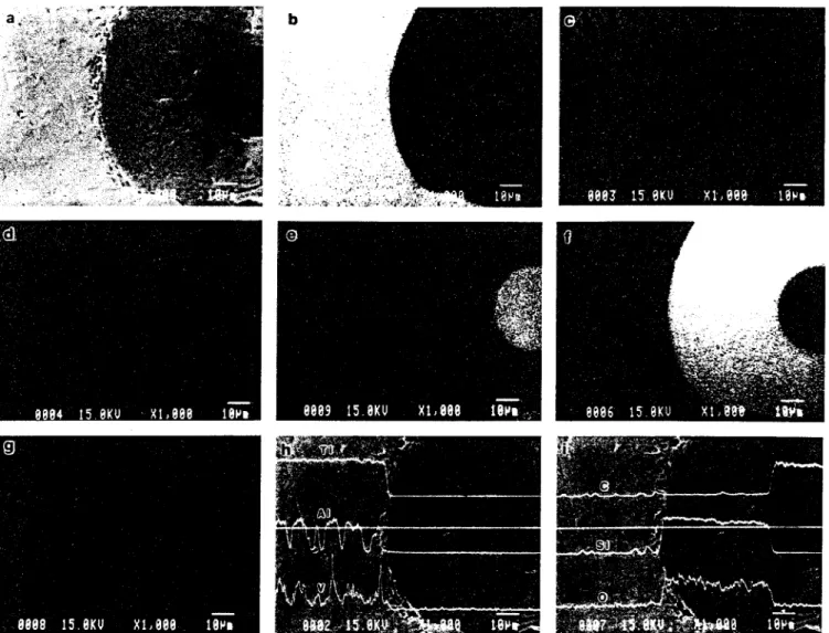 Fig.  3  Micrographs  of  electron  microprobe  analysis  of  the  interface  in  SCS-6  fiber-reinforced  Ti-6AI-4V  composite  (TMC1):  (a)  secondary  electron  image,  (b)  titanium map,  (c)  aluminum map,  (d)  vanadium map,  (e)  carbon  map,  (f)  
