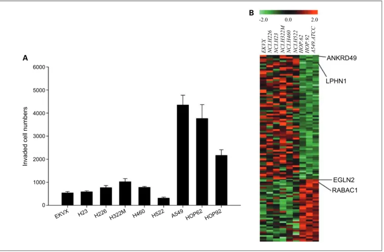 Fig. 2. A, in vitro invasion activity profile of nine lung cancer cell lines in NCI-60