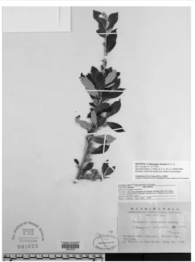 Fig. 3. Isotype of Elaeagnus obovata H. L. Li deposited at PH. The collection is S. Hibino &amp; Z.-E