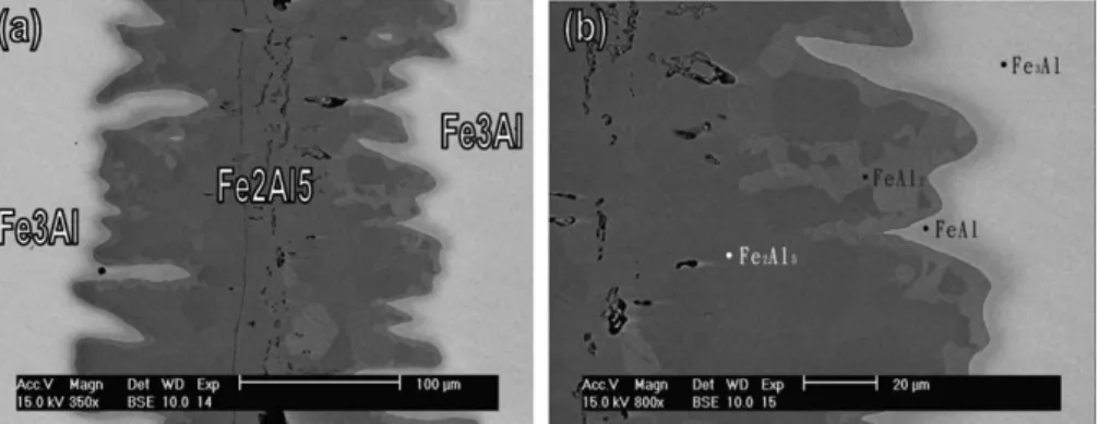 Fig. 4 is the SEM BEIs of Fe 3 Al/Al/Fe 3 Al specimen infrared brazed at 900 8C for 180 s