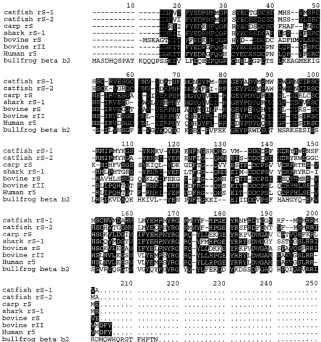 Figure 3 aligns eight sequences encompassing rep- rep-resentative b-, g- and gS-crystallins from published crystallin sequences of the major classes in  verte-brates