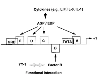 FIG. 7. Schematic representation of the regulation of AGP