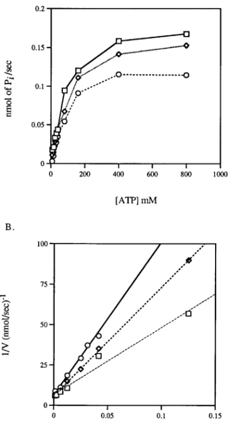 FIG. 4. Kinetics of inhibition on Na + ,K + -ATPase activity by SMI-1. A. Reaction rate of the Na + ,K + -ATPase as a function of ATP concentration in the presence of SMI-1 L, ouabain V, or in the absence of inhibitor u